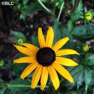 Meet your Posher, Breanna